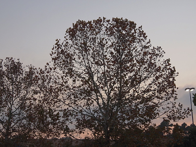 [Approximately 50 foot globe-shaped tree with only about one quarter of the leaves remaining on the branches. The sky behind the tree is of blue, grey, and faintly pink.]